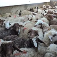کل مناطق تهران گوسفند زنده بهداشتی گوشتی در محل|حیوانات مزرعه|تهران, سازمان برنامه|دیوار
