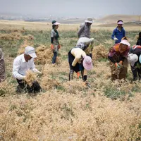 سرکارگر کشاوزی