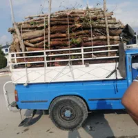 درخت بیدکویتی و اکالیپتوس و قطع نخل|خدمات باغبانی و درختکاری|برازجان, |دیوار