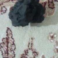 شهاب|کلکسیون و سرگرمی|ابهر, |دیوار