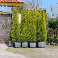 فروش اقساطی گل و گیاه