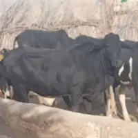 گاواصیلسیستان