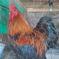 مرغ و خروس کوشین