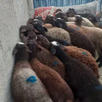 پخش وفروش گوسفند زنده انواع نژاد سالم چاق شکم خالی|حیوانات مزرعه|تهران, فلسطین (میدان انقلاب)|دیوار