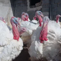 کشتار وزنده از تولید به مصرف بوقلمون ارگانیک|حیوانات مزرعه|بیرجند, |دیوار