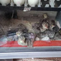 جوجه بوقلمو