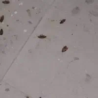 سم‌ پاشی تخصصی حشرات موذی در اصفهان سمپاشی