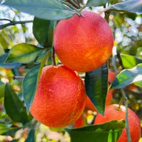 ۱۵۰ متر باغچه / جاده قائمشهر/ بی واسطه