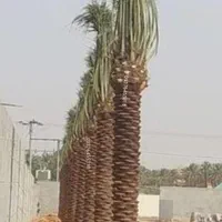 نخل پاجوش نهال برحی فحل خرما|گل و گیاه طبیعی|اهواز, فاز ۲ پادادشهر|دیوار