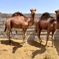 ۶تاشتر۲ساله چاق
