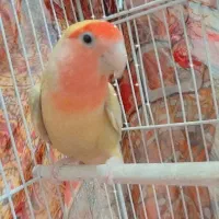 جفت طوطی کوتوله
