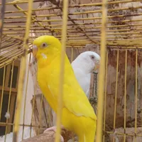 مرغ عشق