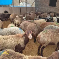 گوسفند گوشتی بازدهی نصف نصف