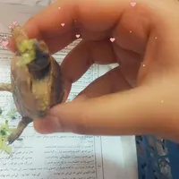 کاسلوگ گم شده