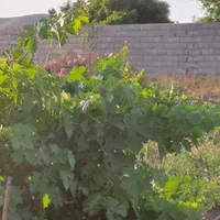 فروش زمین ۴۷۰ متری روستای کوشکک مزید آباد|فروش زمین و ملک کلنگی|قم, آزادگان|دیوار