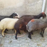 شیشکچاقوانواعگوسفند....|حیوانات مزرعه|بروجرد, |دیوار