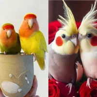 طوطی هلندی طوطی برزیلی (میداندربعطا)