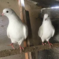 کبوتر. پرشی