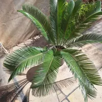 سیکاس چند ساله|گل و گیاه طبیعی|تهران, استاد معین|دیوار