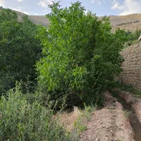 زمین ویلایی ۳۰۰ متر لواسان بزرگ/جورد/ایرا/وسکاره|فروش زمین و ملک کلنگی|لواسان, |دیوار
