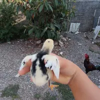جوجه لاری|پرنده|رشت, آزادگان|دیوار