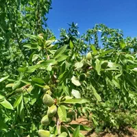 فروش زمین ۵۱۰ متری محدود پل زمانخان|فروش زمین و ملک کلنگی|خمینیشهر, |دیوار