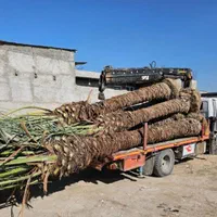 چابهار درخت نخل زیبا شکیل برای بوم‌گردی ویلا خانه|گل و گیاه طبیعی|چابهار, |دیوار