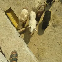 میش و بره