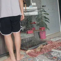 قفس ارا ،کاسکو ، کاکائو،  شاه طوطی