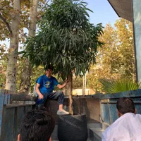 مشاوره نگهداری و درمان گل و گیاه آپارتمانی|گل و گیاه طبیعی|تهران, ونک|دیوار