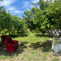 ۶۰۰ متر زمین خوش قواره دیوار به دیوار بافت مسکونی|فروش دفتر صنعتی، کشاورزی، تجاری|کیاکلا, |دیوار