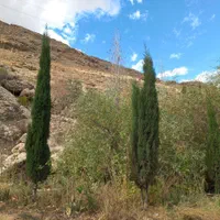 نهال سرو ناز شیراز(گرین پنسل)