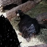 سه عدد بز