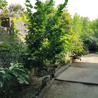 ۲۵۰۰مترزمین مسکونی/۳۰۰متربنا/سندتک برگ/پروانه ساخت|فروش زمین و ملک کلنگی|رشت, گلسار|دیوار