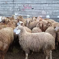 قویون و قوری دامنه ییلاق و سبلان