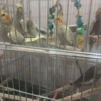 عروس هلندی تازه دونخور و جفت