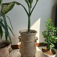 گل طبیعی