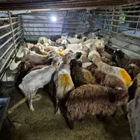 دام کالا زیر نظر کشتارگاه و دامپزشک گوسفند|حیوانات مزرعه|تهران, فلسطین (میدان انقلاب)|دیوار