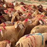 گوسفند نر و ماده برای قربانی|حیوانات مزرعه|قزوین, |دیوار