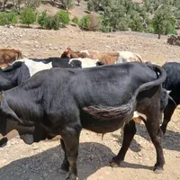 گاو چهاره فروشی