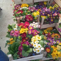 سمپاشی وباغبانی درکل نقاط تهران(سم سوسک وساس )|خدمات باغبانی و درختکاری|تهران, فرمانیه|دیوار