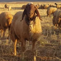((گوسفند اورگانیک سراسرشهرباقصاب مجرب زنده|حیوانات مزرعه|تهران, مرزداران|دیوار