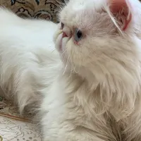 گربه پرشین|گربه|جوانرود, |دیوار