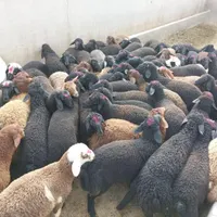 مرکز پرورش گوسفند زنده کشتاری جهت خرید قربانی