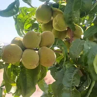 باغ در حسیناباد علویجه|فروش خانه و ویلا|اصفهان, حسین‌آباد|دیوار