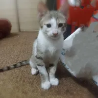 گربه سه ماهه نر