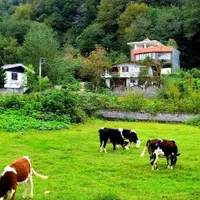 ویلا جنگلی سه خواب تمیز / وای فای رایگان|اجارهٔ کوتاه‌مدت ویلا و باغ|شیرگاه, |دیوار