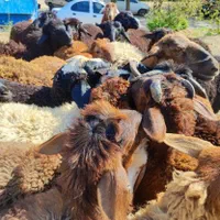 فروش گوسفند زنده شبانروز باارسال حضوری و غیرحضوری|حیوانات مزرعه|کرج, شهرک یاس جنوبی|دیوار
