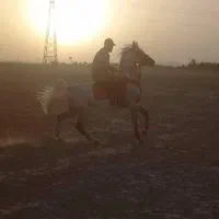آموزش و پانسیون سوارکاری