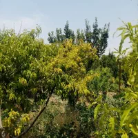 باغ قدیمی۳۵۰ متری/برق پای ملک/سند عرصه و اعیان|فروش زمین و ملک کلنگی|شهریار, |دیوار
